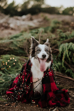 Border collie dog wrapped in blanket and Christmas lights in field