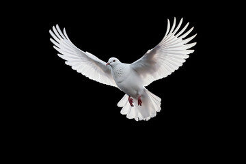 Fototapeta na wymiar White dove flying on black background and Clipping path .freedom concept and international day of peace 