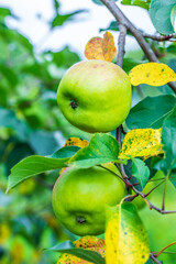 Green apples grow on the tree in the orchard