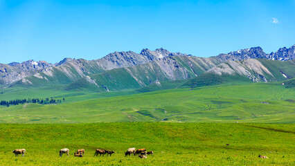 Fototapeta na wymiar Green grassland pasture and mountain natural scenery in Xinjiang, China.