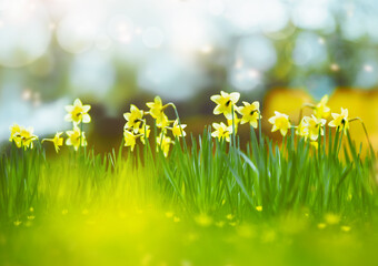 Springtime nature background with yellow daffodils flowers in garden or park at bokeh background. Outdoor