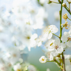 Springtime nature background close up of white cherry blossom abd petals bokeh. Outdoor