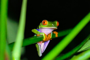 Naklejka premium Red Eyed Tree Frog