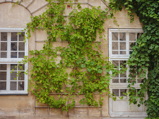 Fototapeta na wymiar facade of a residential building with green plants. old european house in Munich city, Germany.