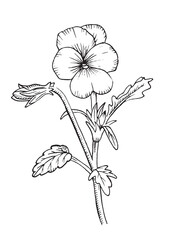 Pansy flower with leaves and buds, healing herbs, drawing. Violet flowers plants. Botanical hand drawing illustration. Garden flowers. Vector outlines isolated on a white background. Design tattoo
