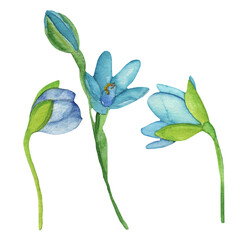 Blue wild flowers set. Watercolor hand-drawn painting illustration isolated on white background.