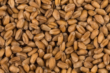 whole background of wheat grain