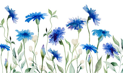 Watercolor blue cornflower border, summer wedding and greeting isolated illustration with wildflowers