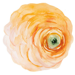 Watercolor yellow ranunculus flower, isolated illustration, wedding stationery element - obrazy, fototapety, plakaty