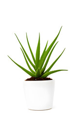 Indoor Plant Isolated On White Background