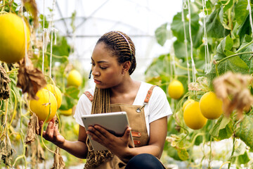 Portrait of of owner african american woman business farmer check quality product, agriculture, healthy, fruit, watermelon in greenhouse melon organic farm - Powered by Adobe