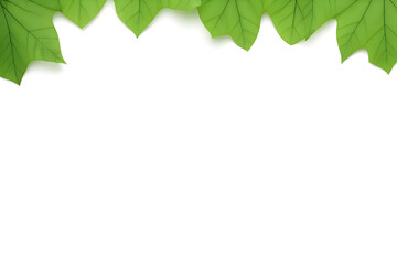 Fototapeta na wymiar Green Leaves Isolated On White Background