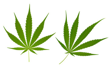 Cannabis Leaves Isolated On White Background