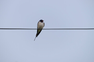 Pacific Swallow or hirundo tahitica perched on black cable in the morning against a blue sky