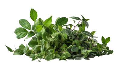 Fototapeta na wymiar 植物, 部品, ハーブ, green leaves, 緑