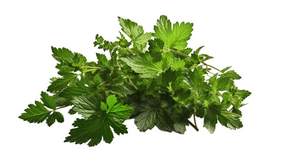 植物, 部品, ハーブ, green leaves, 緑