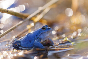 Moorfrosch in der Paarungszeit
