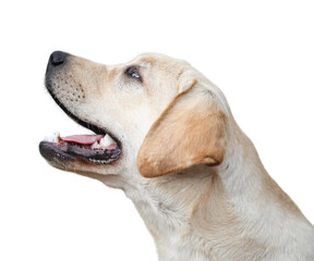 Labrador dog isolate on white background