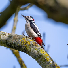 Greater Spotted Woodpecker