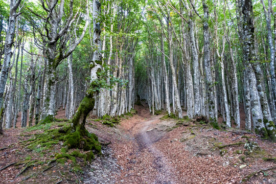 Italy, Tuscany, Camaldoli, Forest trees in Parco Nazionale delle Foreste Casentinesi