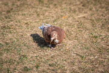 Pigeon Rock Pigeon Searching for Food in the Grassland and Peace Pigeon