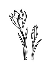 Crocus outline drawing illustrasion. The first spring flowers. Floristics for decoration, postcards, weddings, birthdays.