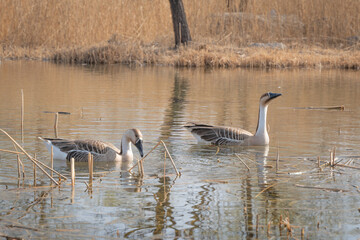 Two geese swimming in the water in Beijing Olympic Forest Park