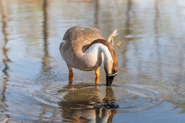 Wild geese foraging on the shore in Beijing Olympic Forest Park