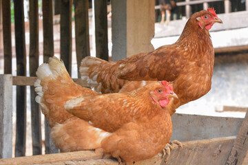 Photo of some native chickens