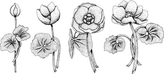 Set Jeffersonia dubia Twinleaf flowers. Hand drawn spring flowers. Monochrome vector botanical illustrations in sketch, engraving style.