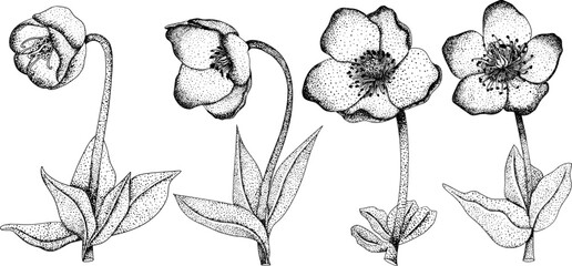 Set Merlin Lenten rose, Helleborus flowers. Hand drawn spring flowers. Monochrome vector botanical illustrations in sketch, engraving style.