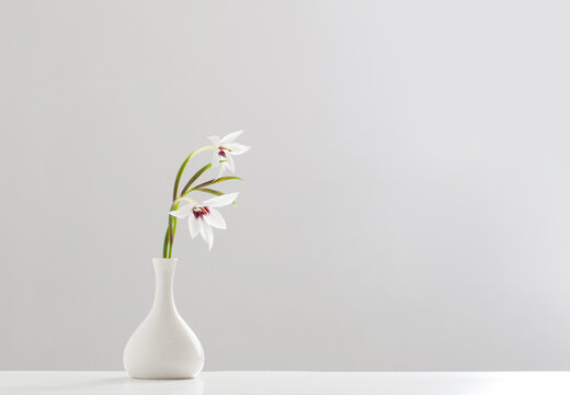 Gladiolus Muriel or acidanthera in white vase on white background