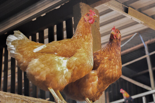 Photo of some native chickens