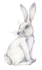 Watercolor gray hare isolated on white background. Forest animal in a sitting position. png file