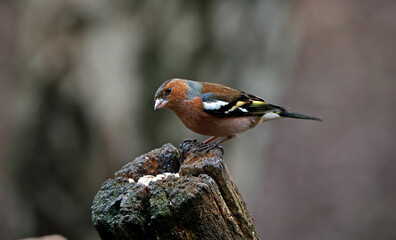 Chaffinches feeding at a woodland site