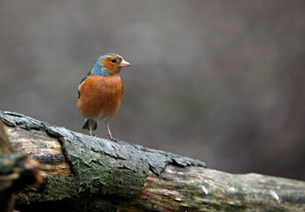 Chaffinches feeding at a woodland site