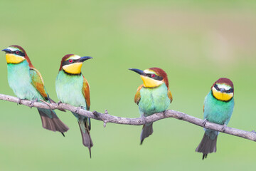 European bee eater (Merops apiaster)