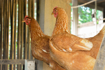 Photo of some native chickens