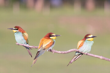 European bee eater (Merops apiaster)