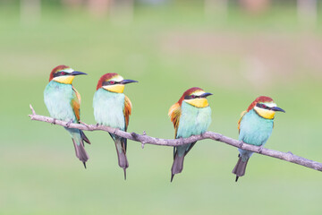 bee eaters sitting on a branch