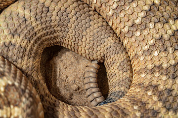 Spotted Rattlesnake. Mitchell's rattlesnake. A white rattlesnake. Crotalus mitchellii.
