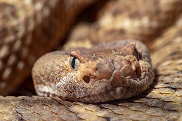 Spotted Rattlesnake. Mitchell's rattlesnake. A white rattlesnake. Crotalus mitchellii.