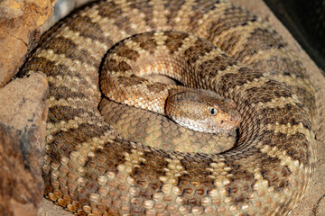 Spotted Rattlesnake. Mitchell's rattlesnake. A white rattlesnake. Crotalus mitchellii.
