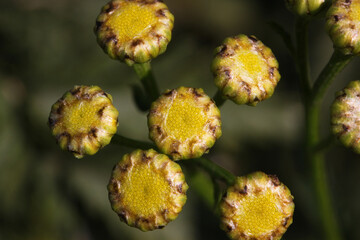 Close up of a Tansy flower ( Tanacetum vulgare ) with opening buds
