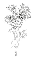 Flowers vector hand drawn illustration line art. Can be use for greeting cards designs, patterns, natural designs, flyers...