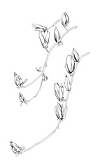 Flowers vector hand drawn illustration line art. Can be use for greeting cards designs, patterns, natural designs, flyers...