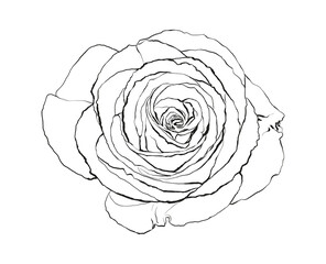 Flowers vector hand drawn illustration line art. Can be use for greeting cards designs, patterns, natural designs, flyers...