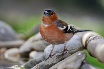Chaffinch (Fringilla coelebs), male at bird water hole. Moravia. Czechia.