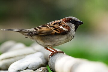 House sparrow, male standing on a stick. Moravia. Czechia.