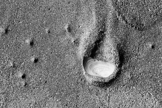 shell in the sand